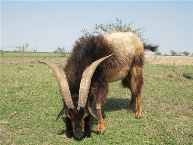 goat-sci-male