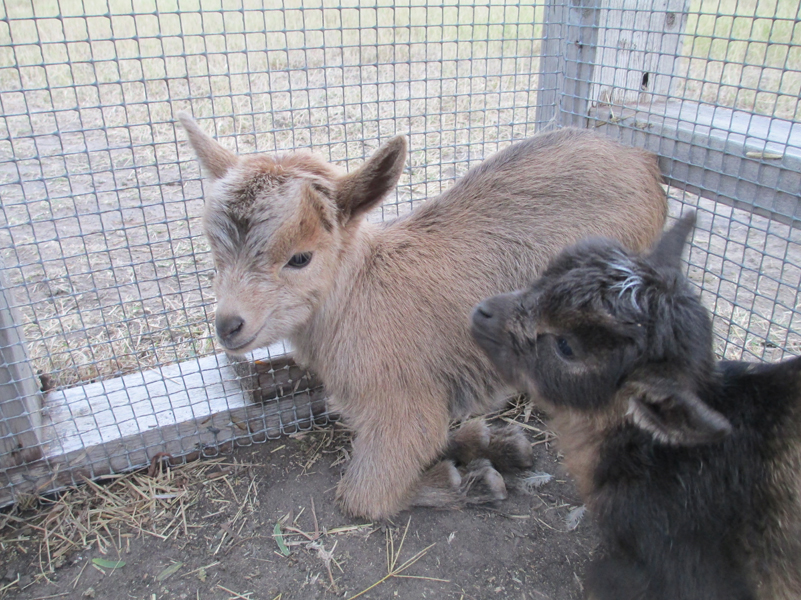 goats-baby-mixed