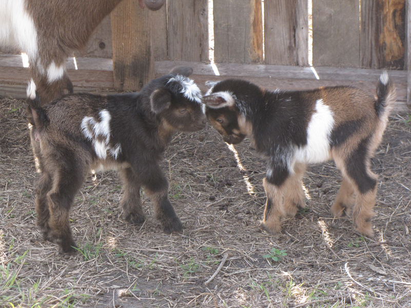 goats-baby-nigerian