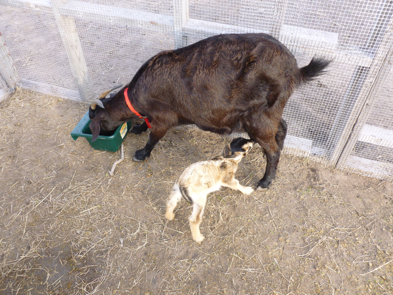 goats-nursing