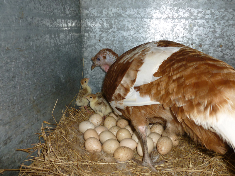 turkey-with-chicks-and-eggs