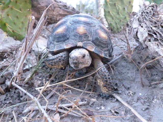 wildlife-tortoise